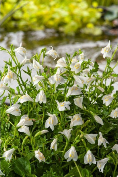 Деталь квітки мазуса Albus крупним планом